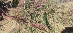 Amaranthus torreyi
