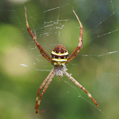 Argiope minuta
