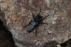 Cyrtopogon
