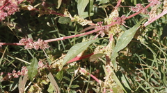 Amaranthus torreyi