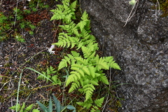 Gymnocarpium jessoense