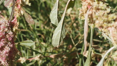 Amaranthus torreyi