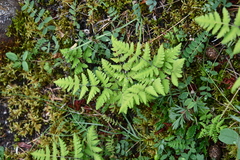 Gymnocarpium jessoense