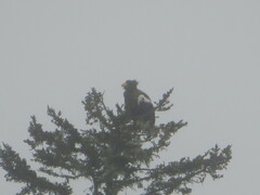 Haliaeetus pelagicus