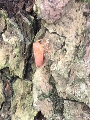 Gyponana gladia