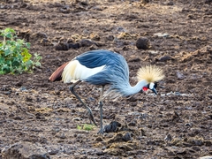 Balearica regulorum