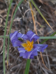Calydorea xiphioides