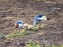Balearica regulorum