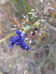 Calydorea xiphioides