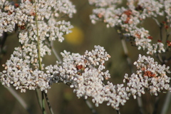 Eriogonum multiflorum