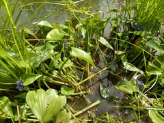 Pontederia vaginalis