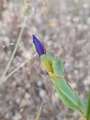 Calydorea xiphioides