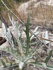 Cirsium pitcheri
