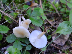 Clitocybe