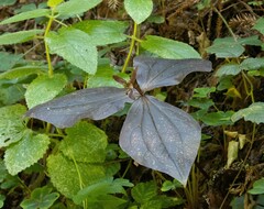 Trillium