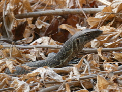 Varanus niloticus