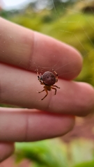 Araneus thaddeus