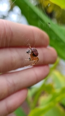 Araneus thaddeus