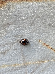 Chilocorus