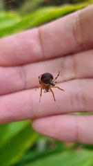 Araneus thaddeus
