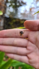 Araneus thaddeus