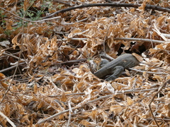 Varanus niloticus