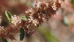 Amaranthus torreyi