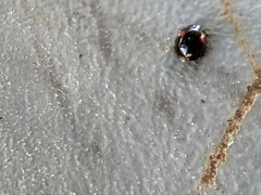 Chilocorus