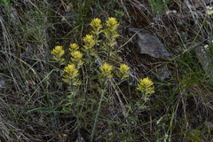 Castilleja thompsonii
