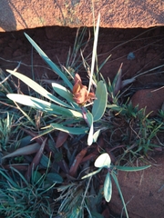 Protea caffra caffra