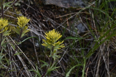 Castilleja thompsonii