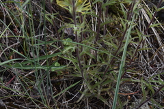 Castilleja thompsonii
