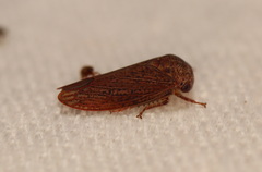 Batracomorphus