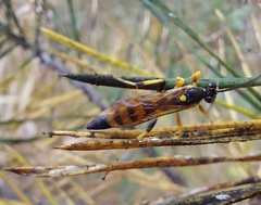 Ichneumon annulatorius