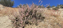 Eriogonum wrightii nodosum