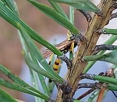 Ichneumon annulatorius