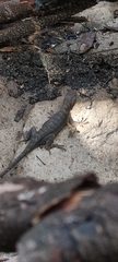 Sceloporus utiformis