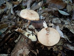 Armillaria cepistipes