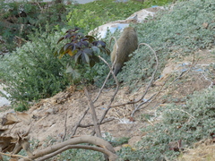 Chlorocebus pygerythrus