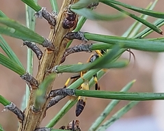 Ichneumon annulatorius