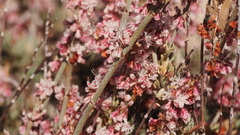 Eriogonum wrightii nodosum