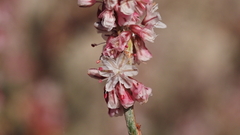 Eriogonum wrightii nodosum