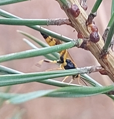 Ichneumon annulatorius