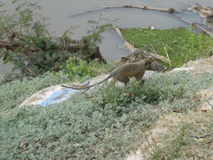 Chlorocebus pygerythrus