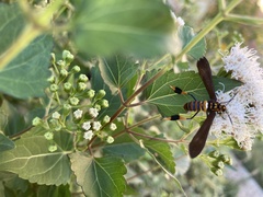 Horama panthalon texana