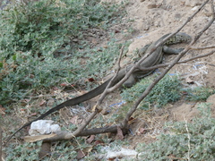 Varanus niloticus