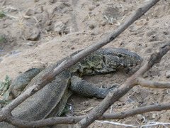 Varanus niloticus