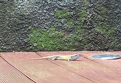 Eutropis multifasciata