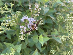 Horama panthalon texana