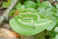 Liriomyza smilacinae